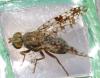 Tephritis matricariae